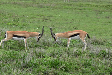 Serengeti antelope and gazelle wildlife