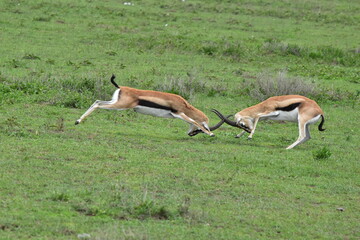 Serengeti antelope and gazelle wildlife