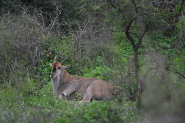 Serengeti antelope and gazelle wildlife