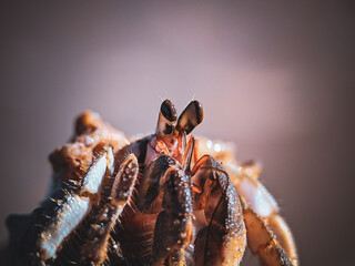 Hermit crab 