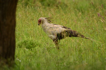 Birds of Serengeti