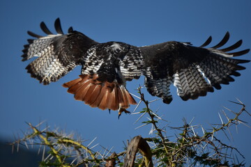 Birds of Serengeti
