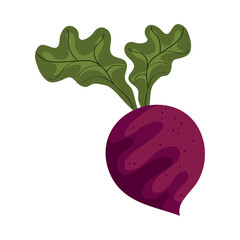 beet fresh vegetable