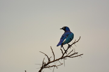 Birds of Serengeti