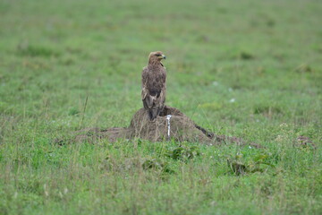 Fototapeta premium Birds of Serengeti