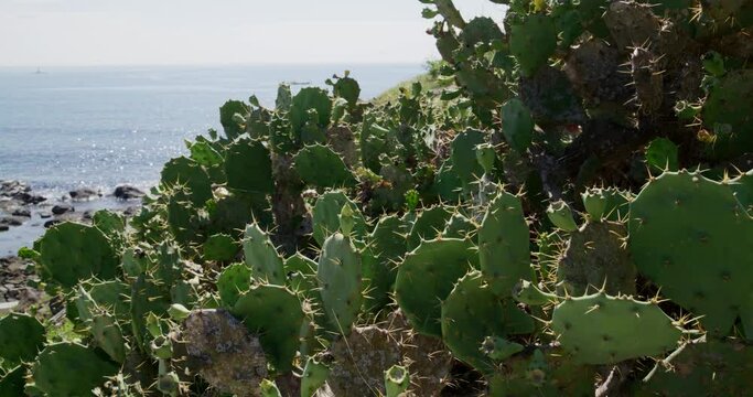 Wild cactus with the seaside