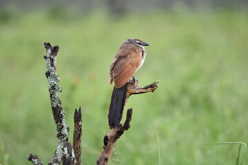 Birds of Serengeti