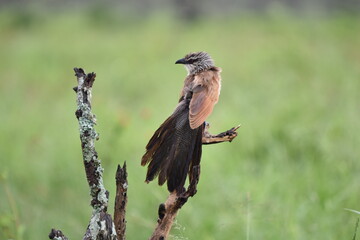 Birds of Serengeti