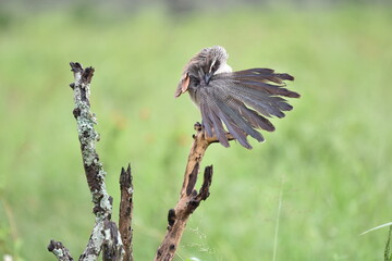 Birds of Serengeti