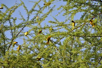 Birds of Serengeti