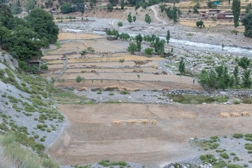 Open empty wheat's fields after harvest in a village in Pakistan