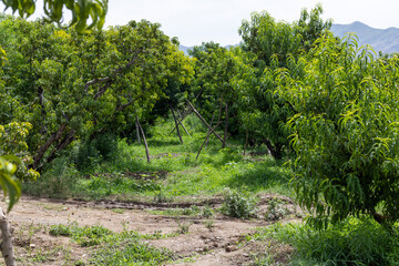 Giving support to the heavy cropping peach trees