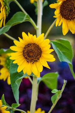 sunflower close up shot in details at day