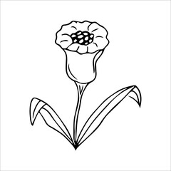 hand drawn doodle plant element for floral design concept