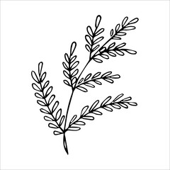 hand drawn doodle plant element for floral design concept