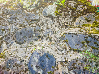 Stone textured background. Boulder in the forest