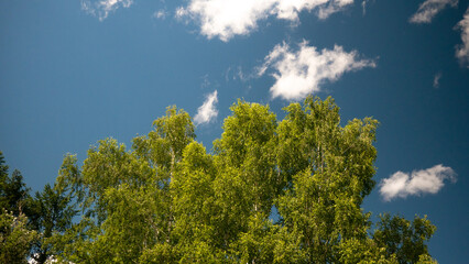 The top of a tree against the sky. Natural background.
