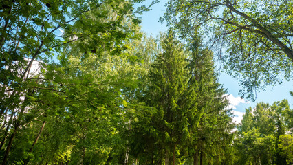 Green trees against the blue sky. Sunny summer background.