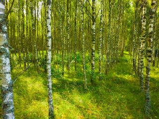 Birch summer sunny forest.  Beautiful natural background for design and advertising