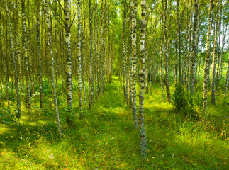Fototapeta na wymiar Birch summer sunny forest. Beautiful natural background for design and advertising