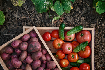 Top view of a wooden crate with ripe organic healthy vegetables, in agricultural field near a flowering cucumber plant.
