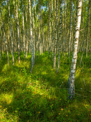 Birch summer sunny forest.  Beautiful natural background for design and advertising