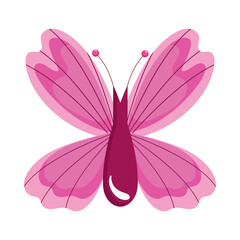 pink butterfly insect