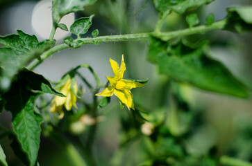A bloom yellow tomato flowers, close-up. Among the green leaves yellow tomato flowers with long thin petals blossomed.