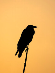 Silhouette of Carrion Crow (Corvus corone) in bare tree against orange dawn sky