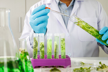 research scientist team working  research and Biotech science Photobioreactor in laboratory of...