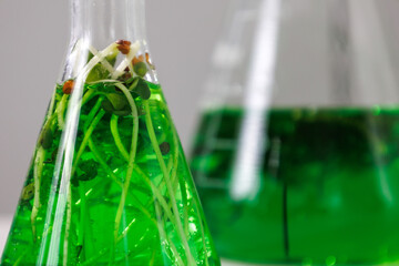 research and Biotech science Scientists are developing research on algae. Bio-energy, biofuel,...