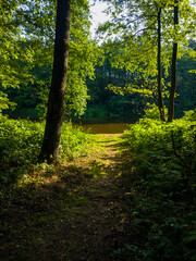 Beautiful summer forest with a river. Landscape