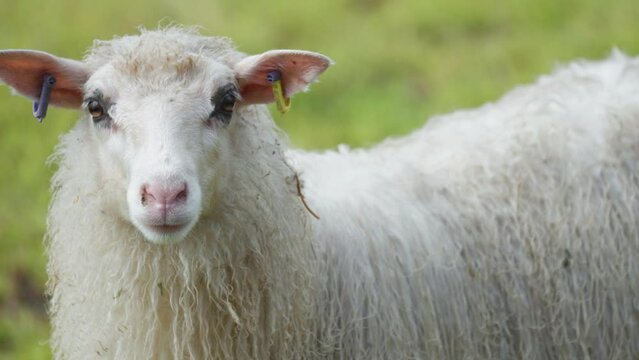 A close-up shot of a white wooly sheep on the blurry green background. Slow-motion, pan right.