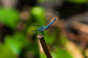 blue dragonfly 
