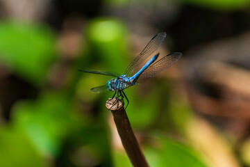 blue dragonfly 