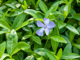 Periwinkle flower among green grass on a sunny summer day. Close-up