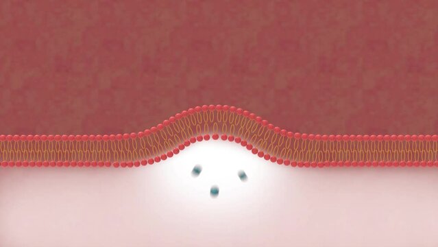 liposome,  delivery vehicles and liposome absortion, drug delivery system