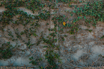 texture of wall plant