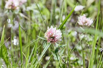 Trifolium pratense, clover flowers against blurred green grass with bokeh. Wild field plant close-up. Nature background with meadow flower. Outdoors natural bloom, nature aesthetics background