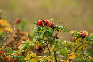 Wild rose entwined in cobwebs.
