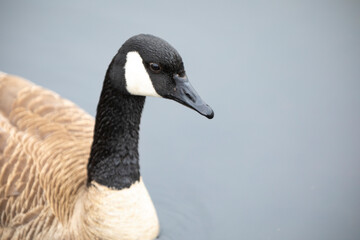 Retrato de una barnacla canadiense (Branta canadensis) nadando en un lago