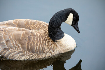 Retrato de una barnacla canadiense (Branta canadensis) nadando en un lago 