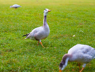 Ocas indias, ocas barradas o ansares indios (Anser indicus) en un prado verde en verano