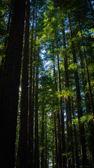pine forest in the morning