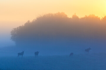 Sunrise with a flock mooses in the fog on the meadow