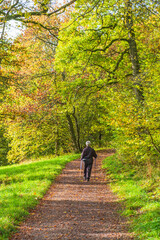 Older Female senior citizen walking with poles at autumn