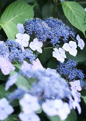 紫陽花