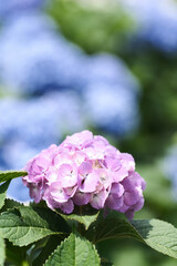 紫陽花