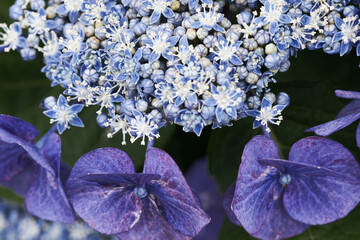 紫陽花