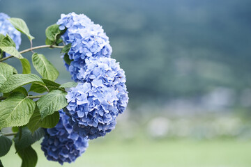 紫陽花